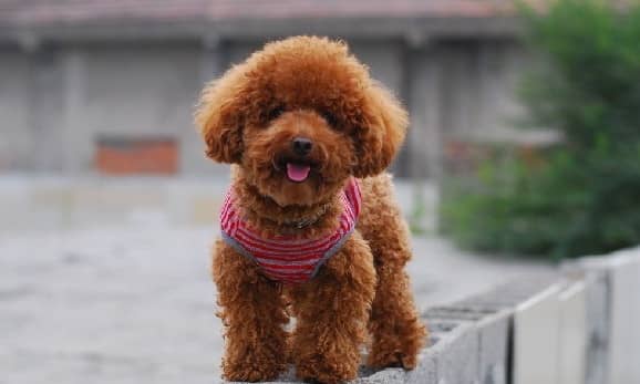 泰迪犬狗狗培训.训练泰迪犬的训狗学校 泰迪犬狗狗培训.训练泰迪犬的训狗学校