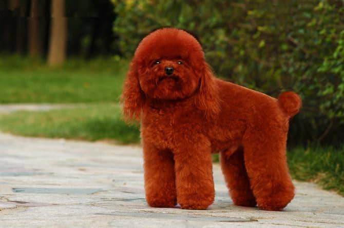 玩具泰迪犬 泰迪犬专业训练 玩具泰迪犬 泰迪犬专业训练