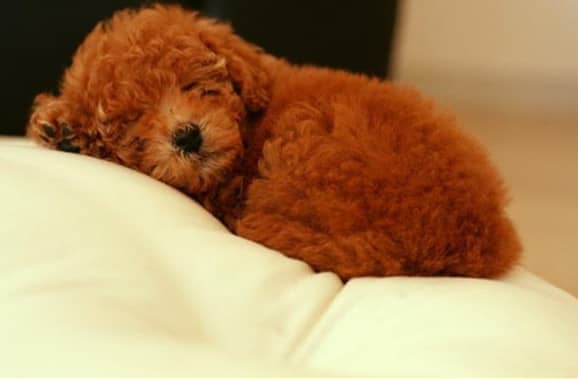 赛级泰迪犬 泰迪犬可爱图片 赛级泰迪犬 泰迪犬可爱图片