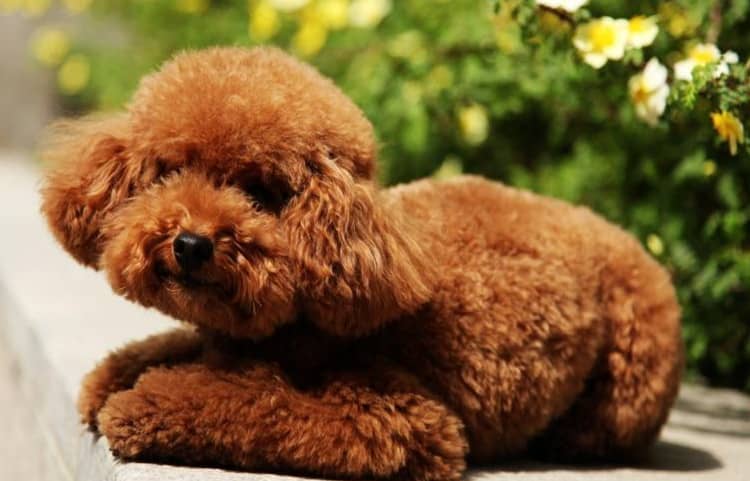 泰迪犬模样 泰迪犬可爱的样子照 泰迪犬训练中 泰迪犬模样 泰迪犬可爱的样子照 泰迪犬训练中