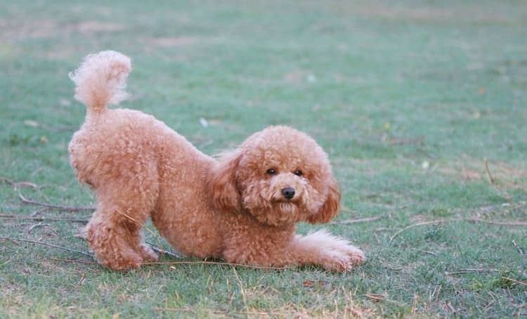 泰迪犬训练 泰迪犬专业针对训练 泰迪犬训练 泰迪犬专业针对训练