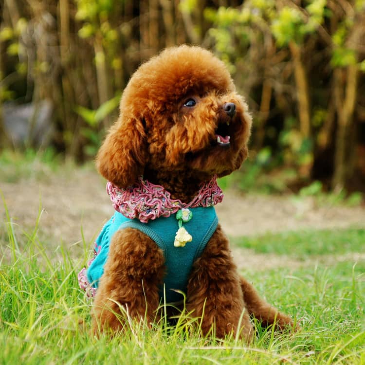 泰迪犬狗狗训练.泰迪犬的性格 泰迪犬狗狗训练.泰迪犬的性格