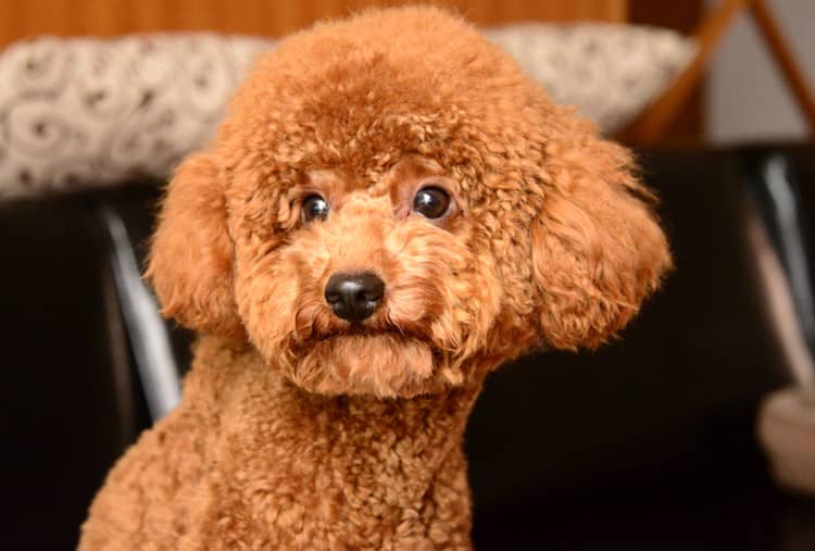 泰迪犬培训中.上海爱家宠物学校专业泰迪犬培训 泰迪犬培训中.上海爱家宠物学校专业泰迪犬培训