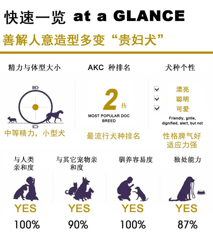 泰迪犬性格介绍 训练泰迪犬 泰迪犬习性 泰迪犬性格介绍 训练泰迪犬 泰迪犬习性