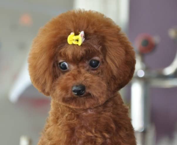 茶杯型泰迪 泰迪犬茶杯型 茶杯型泰迪 泰迪犬茶杯型