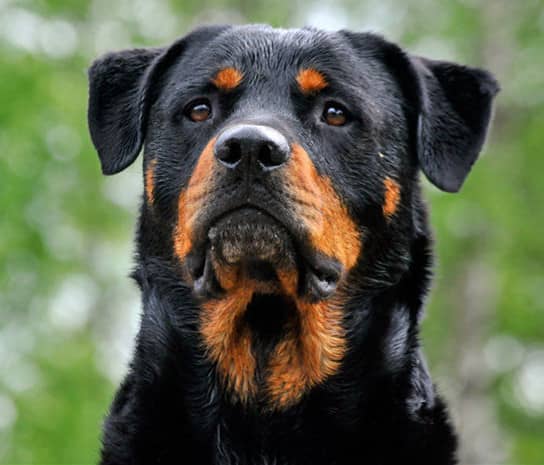 罗威纳价格 罗威纳训练. 罗威纳价格 罗威纳训练.