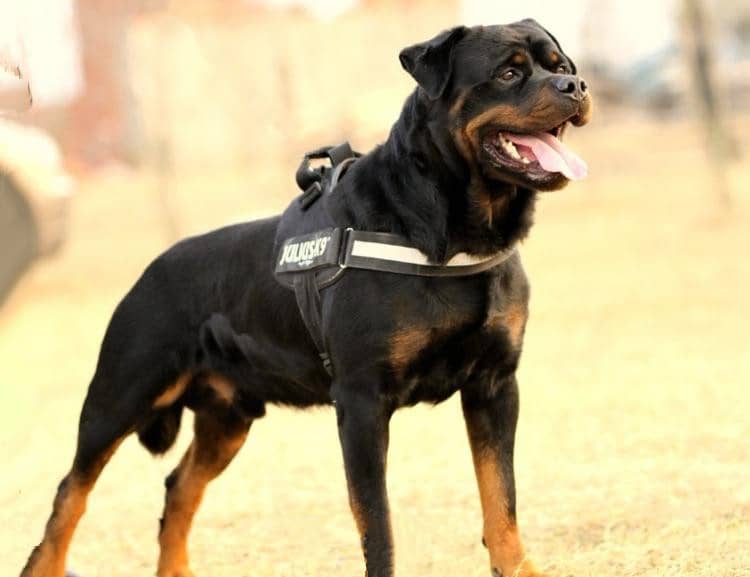 罗威纳体型 罗威纳体重 罗威纳培训.jpg 罗威纳体型 罗威纳体重 罗威纳培训.jpg