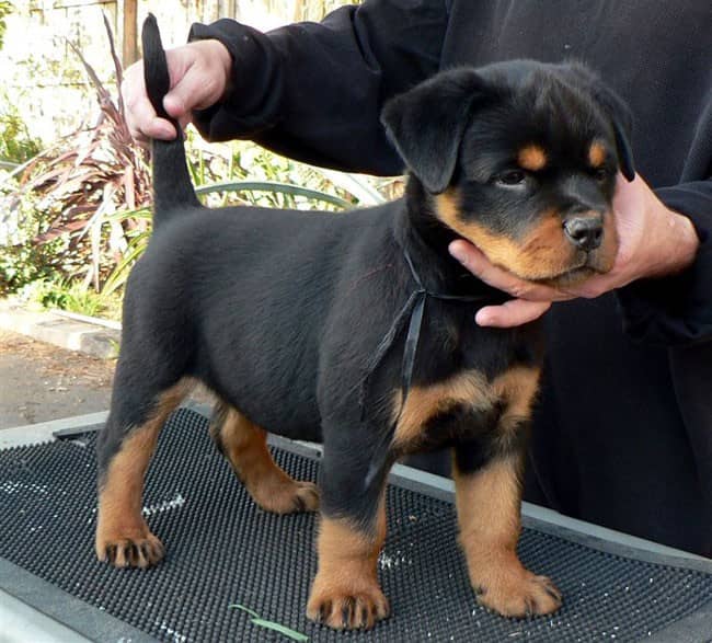 罗威纳饲养训练方法 罗威纳专业培训. 罗威纳饲养训练方法 罗威纳专业培训.