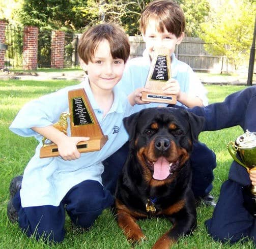 罗威纳与人相处方法 罗威纳针对训练. 罗威纳与人相处方法 罗威纳针对训练.