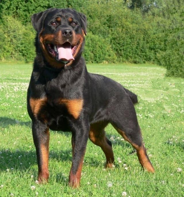 罗威纳论坛 罗威纳专业训练. 罗威纳论坛 罗威纳专业训练.