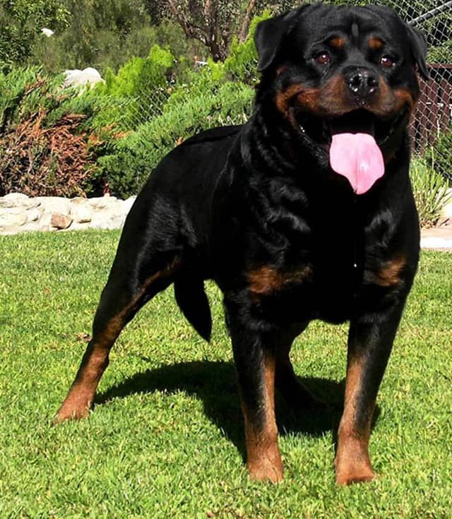 哪里有训练罗威纳 罗威纳专业针对训练中. 哪里有训练罗威纳 罗威纳专业针对训练中.