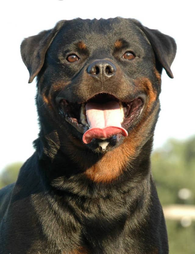 训练好的罗威纳价格 罗威纳培训过程中 训练好的罗威纳价格 罗威纳培训过程中