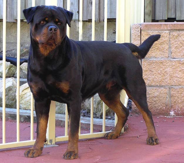 罗威纳图片 罗威纳护卫犬训练. 罗威纳图片 罗威纳护卫犬训练.