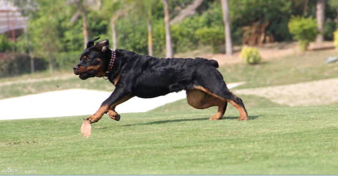 罗威纳运动训练 罗威纳专业训练上海爱家训狗学校.jpg 罗威纳运动训练 罗威纳专业训练上海爱家训狗学校.jpg