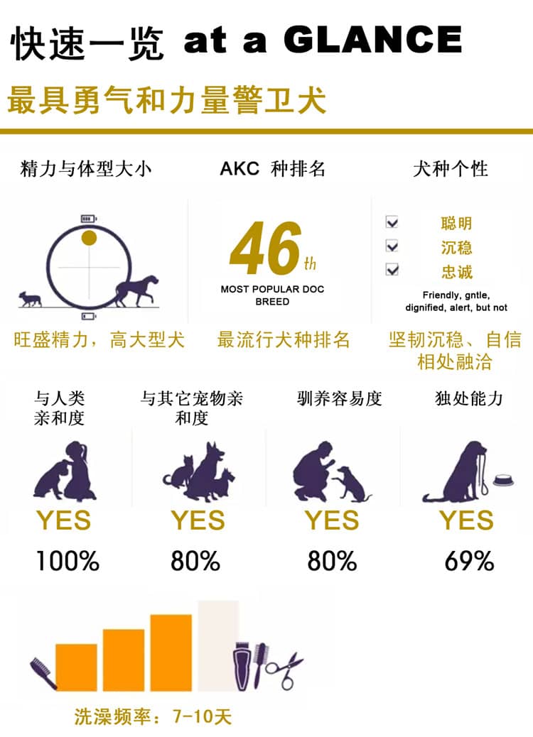 罗威纳性格介绍 罗威纳训练上海爱家宠物学校.jpg 罗威纳性格介绍 罗威纳训练上海爱家宠物学校.jpg