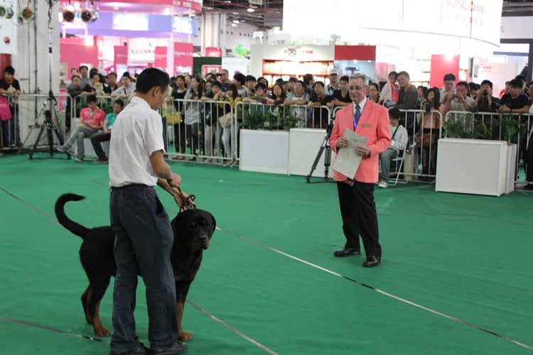 罗威纳获奖中.上海爱家训狗基地 专业罗威纳比赛训练 罗威纳获奖中.上海爱家训狗基地 专业罗威纳比赛训练