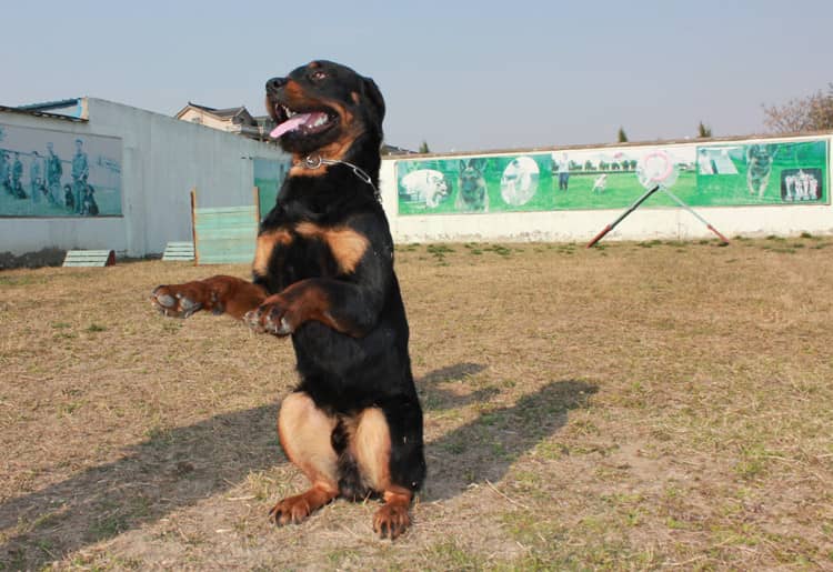 罗威纳训练精彩图片 罗威纳正在训练中. 罗威纳训练精彩图片 罗威纳正在训练中.