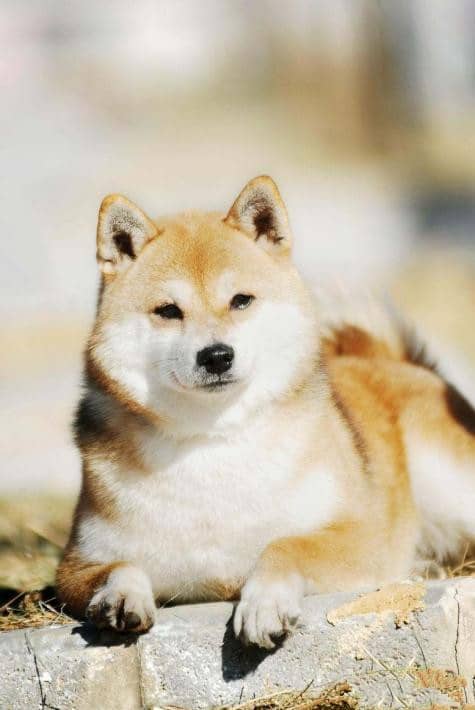 柴犬图片 日本柴犬专业训练.