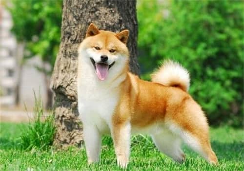 日本柴犬.柴犬价格