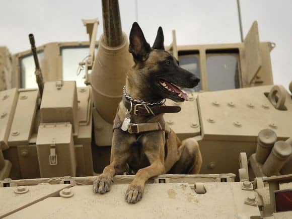 警犬马犬 马犬专业训练. 警犬马犬 马犬专业训练.