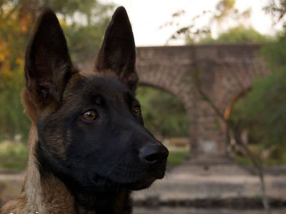 马犬训练.马犬训练图片 马犬训练.马犬训练图片