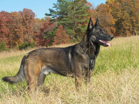 马犬训练图片 马犬专业训练爱家训狗基地.jpg 马犬训练图片 马犬专业训练爱家训狗基地.jpg