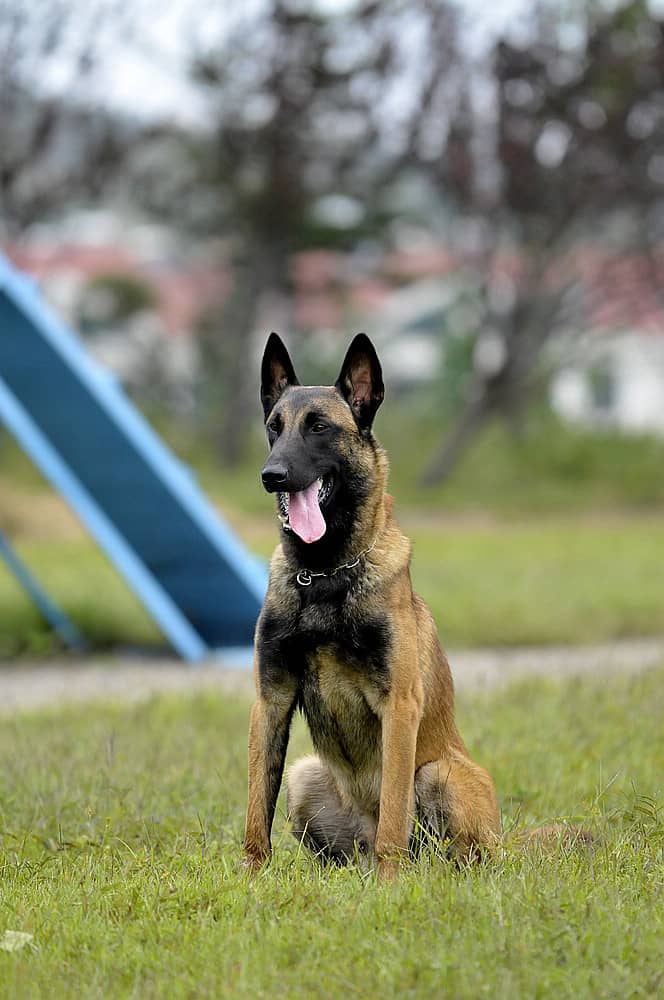 马犬培训.马犬培训表现 马犬培训.马犬培训表现