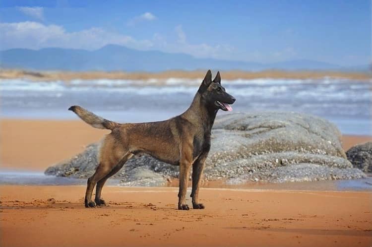 马犬狗狗训练中.马犬精彩训练 马犬狗狗训练中.马犬精彩训练