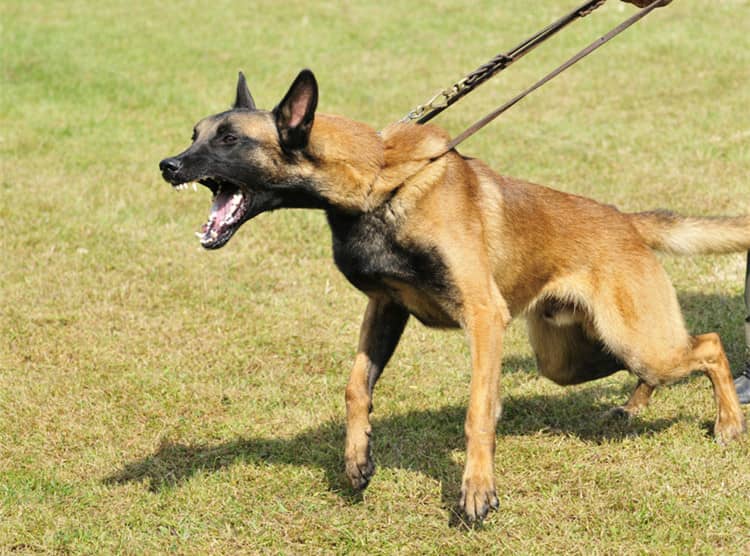 马犬训练针对性.马犬凶猛培训 马犬训练针对性.马犬凶猛培训