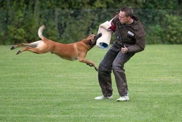马犬训练 训狗基地.马犬攻击 马犬训练 训狗基地.马犬攻击