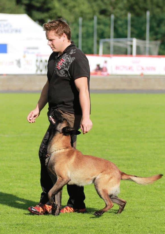 马犬训练过程中.马犬跟随训练 马犬训练过程中.马犬跟随训练