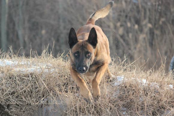 马犬培训 马犬训练.马犬训练方法 马犬培训 马犬训练.马犬训练方法