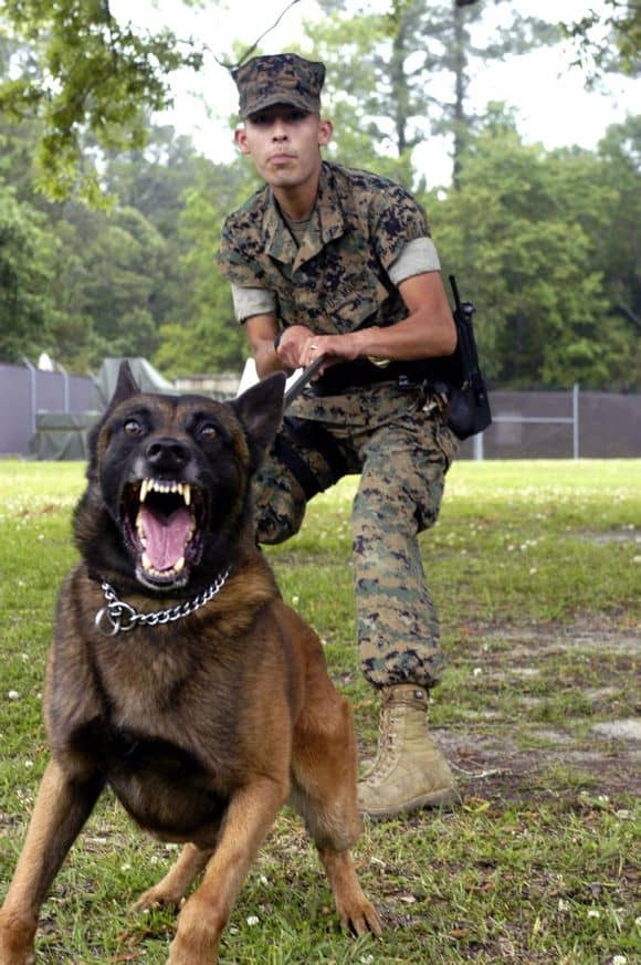 警犬马犬表现 马犬训练 马犬专业训练.jpg 警犬马犬表现 马犬训练 马犬专业训练.jpg