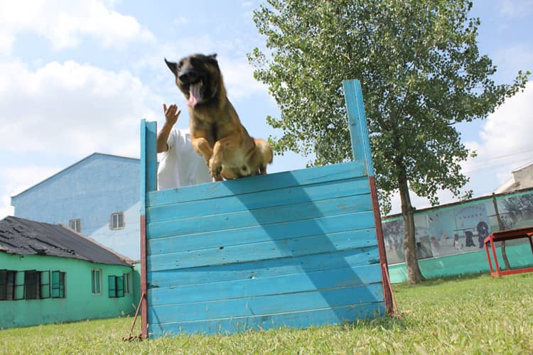 马犬通过障碍训练 上海爱家训狗基地 马犬训练.jpg 马犬通过障碍训练 上海爱家训狗基地 马犬训练.jpg
