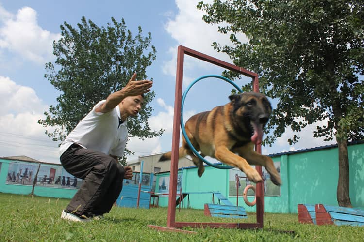 马犬敏捷训练 马犬专业培训 上海爱家宠物学校.jpg 马犬敏捷训练 马犬专业培训 上海爱家宠物学校.jpg