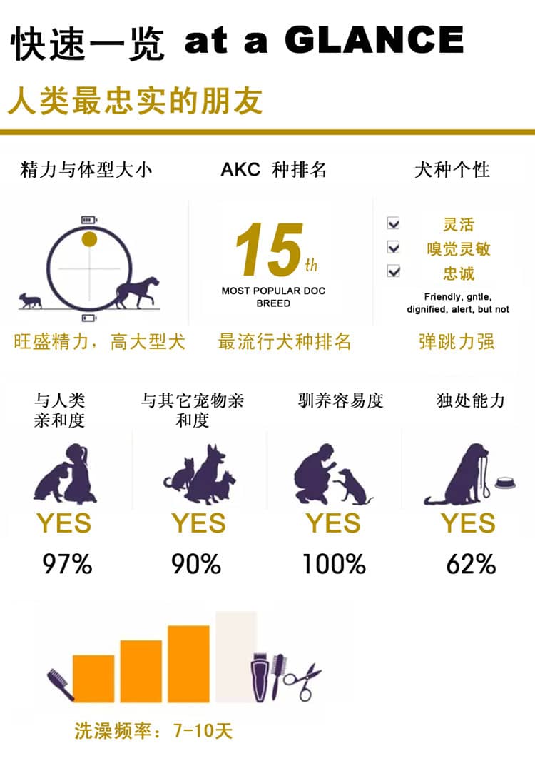 马犬性格图表 马林诺斯训练上海爱家训狗基地.jpg 马犬性格图表 马林诺斯训练上海爱家训狗基地.jpg