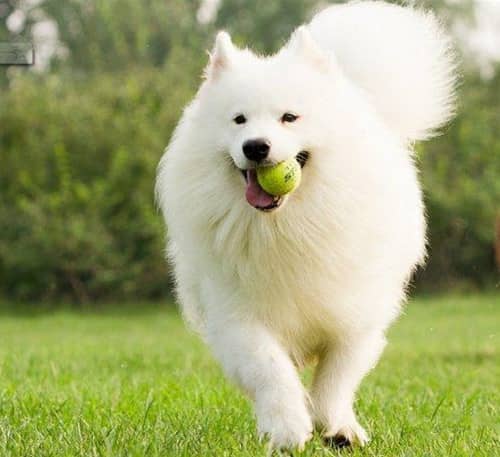 萨摩耶衔球 萨摩耶训练.jpg 萨摩耶衔球 萨摩耶训练.jpg