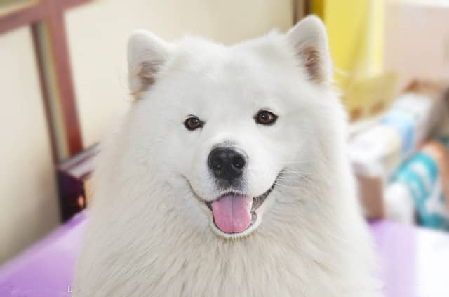 萨摩耶家里训练 萨摩耶训练训狗基地.jpg 萨摩耶家里训练 萨摩耶训练训狗基地.jpg