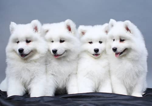 幼犬萨摩耶 萨摩耶价格 幼犬萨摩耶 萨摩耶价格