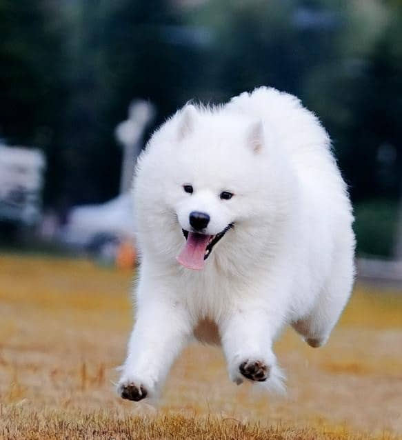 萨摩耶运动照 萨摩耶专业训练. 萨摩耶运动照 萨摩耶专业训练.