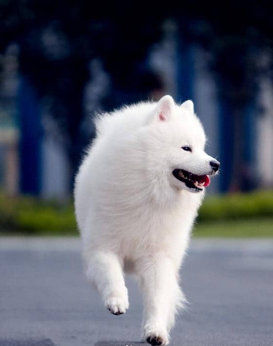 培训萨摩耶.萨摩耶活动量 培训萨摩耶.萨摩耶活动量