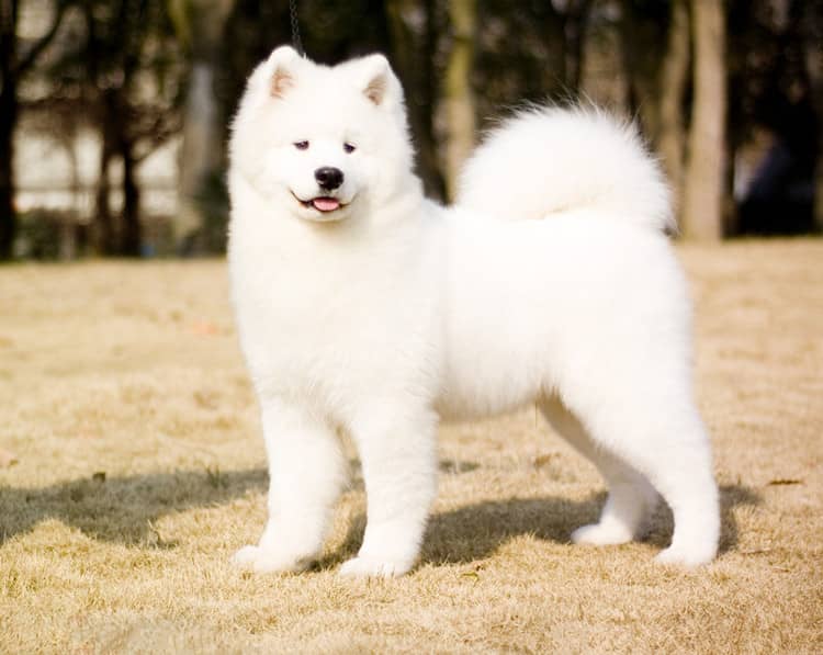 萨摩耶上学校 萨摩耶专业训练中. 萨摩耶上学校 萨摩耶专业训练中.