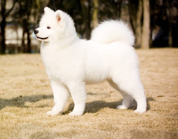 萨摩耶专业针对训练.上海爱家训狗学校 萨摩耶专业针对训练.上海爱家训狗学校