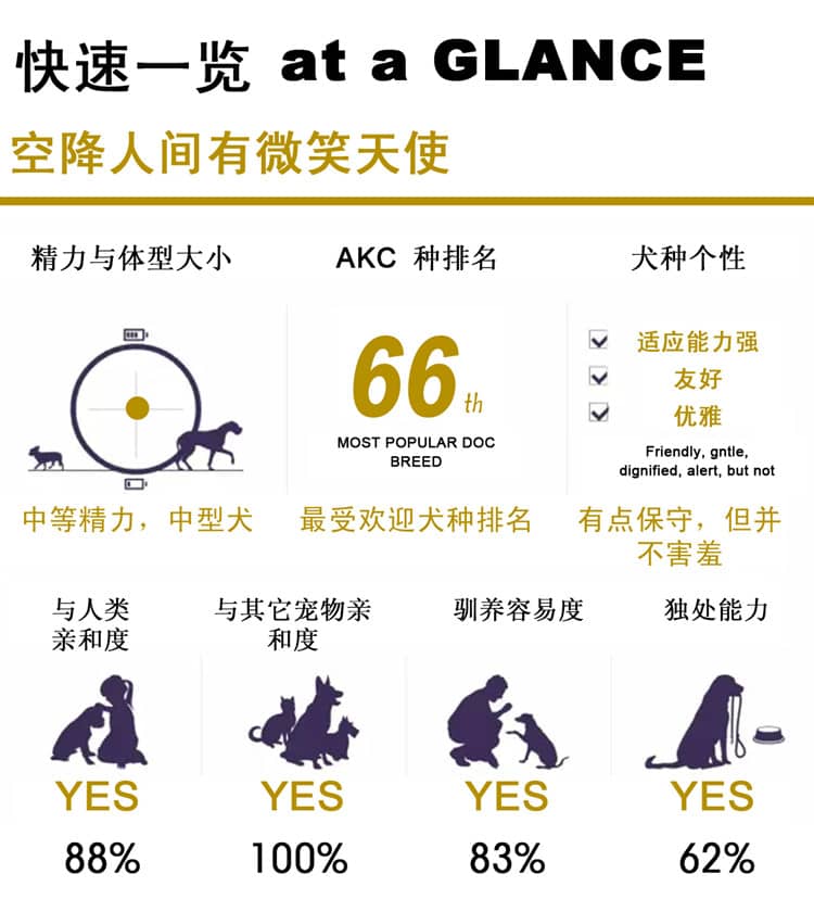 萨摩耶性格介绍 狗狗学校.jpg 萨摩耶性格介绍 狗狗学校.jpg