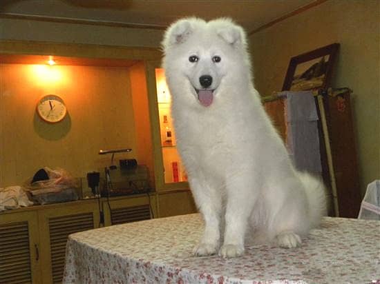 萨摩耶上床 萨摩耶训练 专业训狗基地.jpg 萨摩耶上床 萨摩耶训练 专业训狗基地.jpg