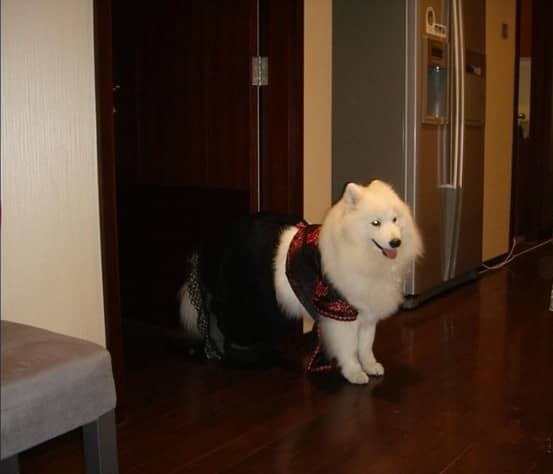 萨摩耶大小便训练 萨摩耶专业训练 宠物学校.jpg 萨摩耶大小便训练 萨摩耶专业训练 宠物学校.jpg