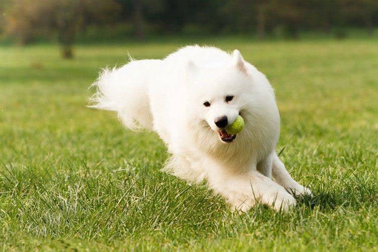 萨摩耶户外运动 萨摩耶专业训练 狗狗学校.jpg 萨摩耶户外运动 萨摩耶专业训练 狗狗学校.jpg