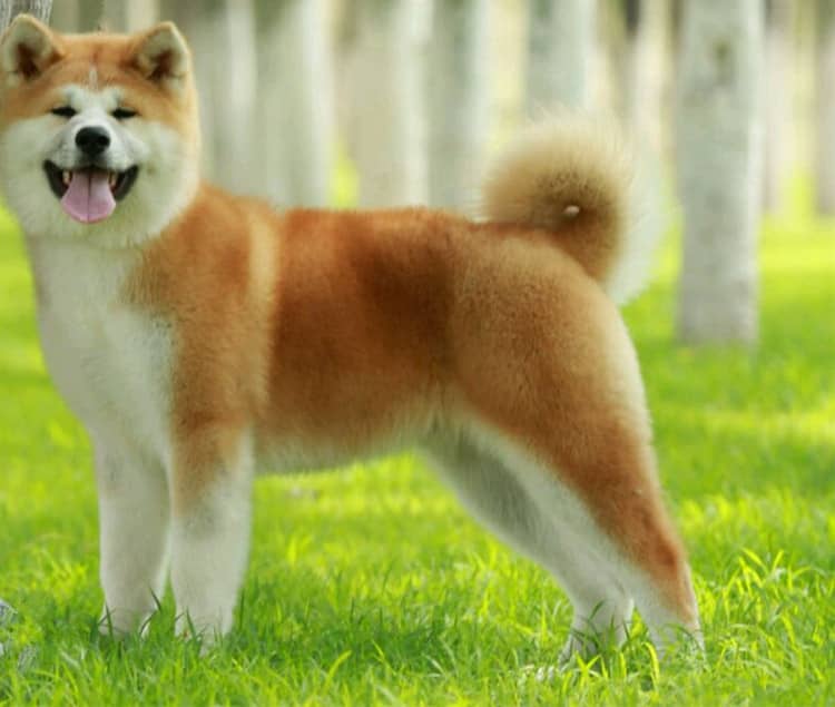 秋田犬训练 日本秋田 秋田犬的个性 秋田犬训练 日本秋田 秋田犬的个性