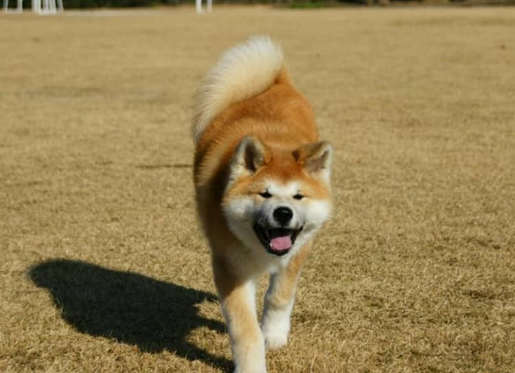 日本秋田犬训练.秋田犬训练方法 日本秋田犬训练.秋田犬训练方法