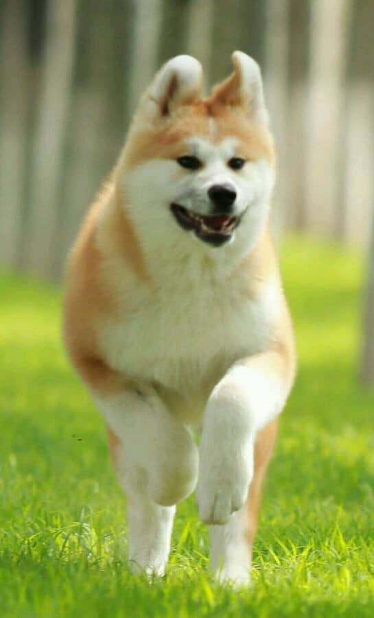 秋田犬训练狗狗学校.秋田犬小时候  秋田犬训练狗狗学校.秋田犬小时候